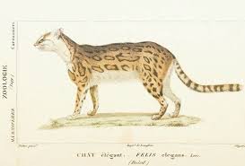 Margay Leopardus Wiedii A Small Cat Native To Central And South America Sciart By Jean Gabriel Pretre For Paul Gerv Art History Science Art Natural History