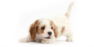 We carry a large selection of small breed registered pure bred and designer puppies. Find Vetted Breeders With Puppies For Sale In Alabama