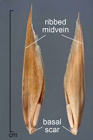 Image result for Bromus catharticus