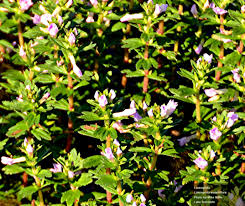 Image result for Limnophila fluviatilis