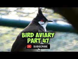Kandang Aviary Keasyikan Melihat Perilaku Burung Di Kandang Waktu Petang Part 47 4k Ultra Hd Youtube Burung Youtube