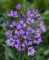 25 Pc Lavender Starflowers Purple Flowers Bulb Flowers Plants