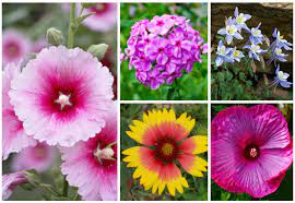 Learn what plants will grow best in your michigan garden. 15 Perfect Michigan Perennials Photos Garden Lovers Club