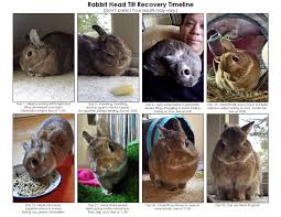 This is why it's understandable for a rabbit companion to be worried once their rabbit starts behaving abnormally. Head Tilt In Rabbits How You Can Help Your Bunn Small Pet Select