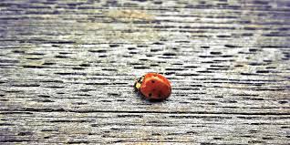 Adults are highly polymorphic for both colour and pattern. How To Get Rid Of Ladybirds And Prevent An Infestation Pest Defence