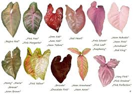 Pin By Eka Ratulangi On Plant Journal Plant Leaf Identification Foliage Plants Plants