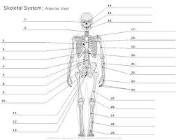 To further increase precision, anatomists standardize the way in which they view the body. Image Result For Worksheets On Functioning Anatomy Anatomical Positions Anatomia Humana Huesos Anatomia Y Fisiologia Humana Anatomia Humana