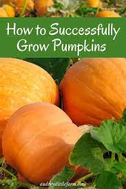 How To Grow Pumpkins Successfully Audrey S Little Farm Growing Pumpkins Grow Pumpkins From Seeds Pumpkin