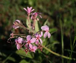 Image result for Pelargonium luridum