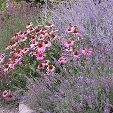 Image result for Commelina purpurea