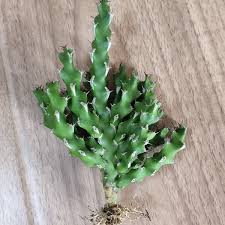 Image result for Euphorbia ramulosa