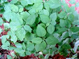 Image result for Euphorbia graminea