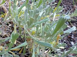 Image result for Polystachya tridentata