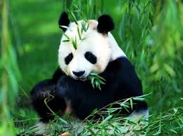 áá£áááá Ð¿ÐµÑÐµÐ²Ð¾Ð´-áá¡ á¡á£á áááá¡ á¨ááááá