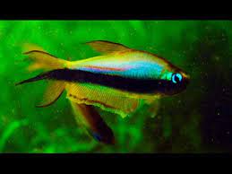 Check spelling or type a new query. How To Breed Emperor Tetra Species Nematobrycon Palmeri N Lacortei And Inpaichthys Kerri á´´á´° Youtube