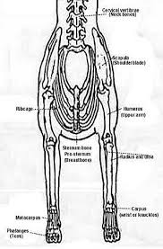 Out of the 13 ribs, 9 (2 x 9 = 18) are sternal ribs, while 4 (2 x 4 = 8) are asternal ribs. Dog Rib Cage Anatomy Anatomy Drawing Diagram