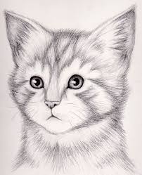 Cat art and cartoon cat drawings. How To Draw A Realistic Kitten Draw Realistic Kitten Realistic Kitten Drawing Cat Portraits Drawings
