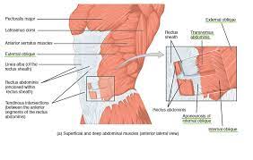 Draws the corners of the mouth inferiorly and widens it (as in expressions of sadness and fright). Thoracic And Abdominal Muscles Lecturio Online Medical Library