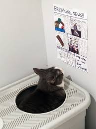 Kedi Su Pinari