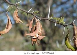 Image result for Acacia gerrardii
