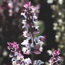 Image result for Salvia sclarea