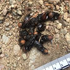 Image result for marten poop