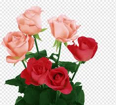 These are the search results for flowers. Rose Light Pink Flowers Color White Roses Blue Flower Arranging Floribunda Png Pngwing