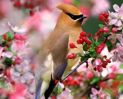 Check spelling or type a new query. Cute Nature Birds Wallpaper Hd