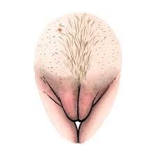 Pubic hair stories — The Vulva Gallery