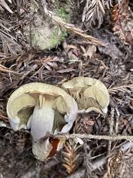 Image result for Gymnosporia gracilipes