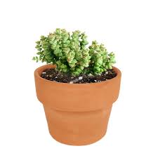 Image result for Crassula zombensis