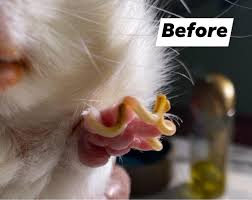 Check out these tips to find out how. Nail Trimming Is So Important Guinea Pig Rescue Ottawa Facebook