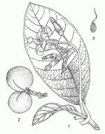 Image result for Tabernaemontana pachysiphon