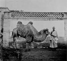Oh, when the trombone comes marching in. Camel Train Wikiwand