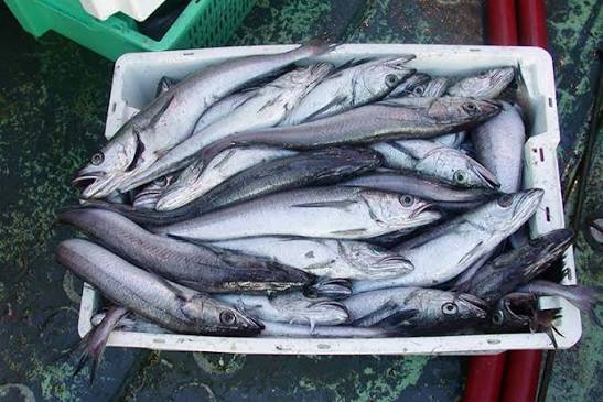 Pacific Whiting | NOAA Fisheries