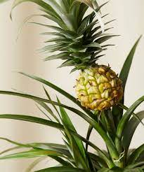 Check spelling or type a new query. Buy Potted Bromeliad Pineapple Indoor Plant Bloomscape