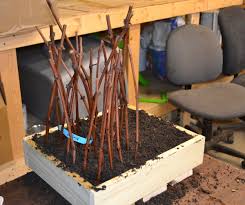 Image result for grapevine cuttings