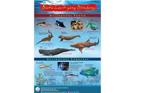 Maybe you would like to learn more about one of these? 8 Biota Laut Dikategorikan Dilindungi Penuh Oleh Kkp Ini Penjelasannya