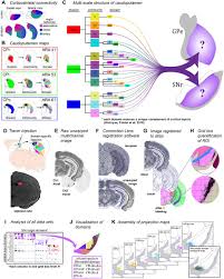 The mouse cortico-basal ganglia-thalamic network | bioRxiv