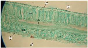 However, the internal structure and organelles are more or less similar. The Plant Leaf