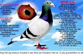 Portal Pigeon Pictures Racing Pigeons Pigeon