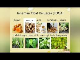 Bahan ramuan yang diperlukan antara lain: Kegiatan Anak Tk Tema Tanaman Obat Guru Paud