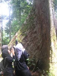 The sungai tekala recreation park, which was established in 1982, is an ideal getaway for camping and relaxing with family and friends. Selangor State Park Taman Warisan Negeri Selangor Site Of The Month Sungai Tekala Recreation Forest