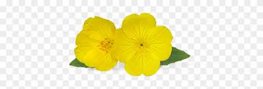 Maybe you would like to learn more about one of these? Evening Primrose Is More Than Just A Pretty Yellow Evening Primrose Flower Png Free Transparent Png Clipart Images Download