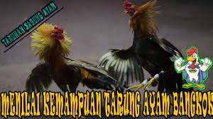 Menilai Kemampuan Tarung Ayam Bangkok Ayam Bangkok