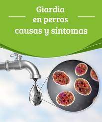 giardia en perros causas y sintomas mis animales perros giardia adiestramiento perros