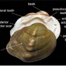 Check spelling or type a new query. Pdf An Introduction To Freshwater Mussels As Biological Indicators