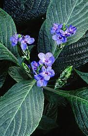 Image result for Eranthemum pulchellum