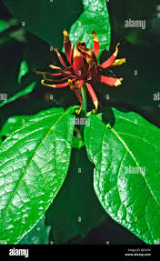 Image result for Crotalaria prolongata