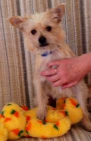 Maybe you would like to learn more about one of these? Fluffy Scruffy Dog Rescue Of Eugene Or Home Facebook